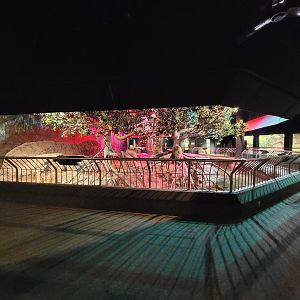 Cleveland Zoo, Rainforest - Cape porcupine