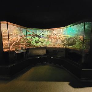 Cleveland Zoo, Rainforest - Indochinese box turtle and prehensile-tailed skink