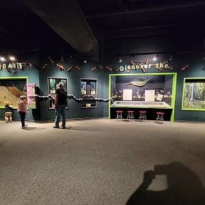 Cleveland Zoo, Rainforest - Leafcutter ants