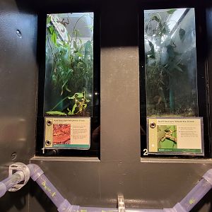 Cleveland Zoo, Rainforest - Other insects along the ant wall (example, there's more species)