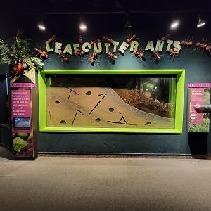 Cleveland Zoo, Rainforest - Leafcutter ants