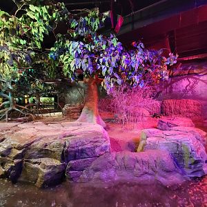 Cleveland Zoo, Rainforest - Cape porcupine and various fishes