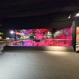 Cleveland Zoo, Rainforest - Cape porcupine and various fishes