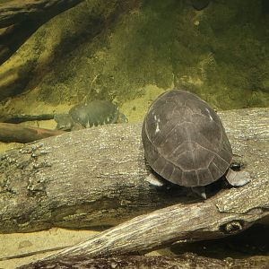 Cleveland Zoo, Rainforest - Turtles in gharial exhibit