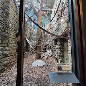 Cleveland Zoo, Rainforest - Francois langur, ground floor viewing