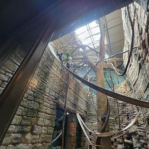 Cleveland Zoo, Rainforest - Francois langur, ground floor viewing