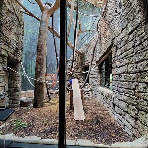 Cleveland Zoo, Rainforest - Francois langur, ground floor viewing