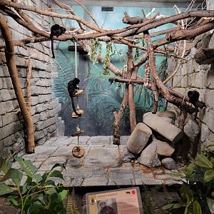 Cleveland Zoo, Rainforest - Goeldi's marmoset