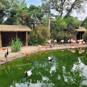 Walkthrough aviary -Zoo de Labenne (2023)