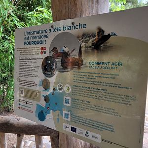 White-headed duck conservation sign -Zoo de Labenne (2023)