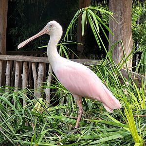 Roseate spoonbill -Zoo de Labenne (2023)