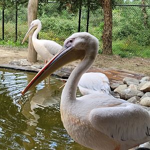 Great white pelican -Zoo de Labenne (2023)