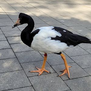 Magpie goose -Zoo de Labenne (2023)
