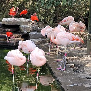 Chilean flamingo and Scarlet ibis -Zoo de Labenne (2023)