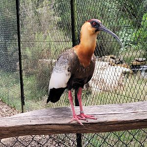 Buff-necked ibis -Zoo de Labenne (2023)