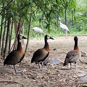 White-faced whistling duck -Zoo de Labenne (2023)