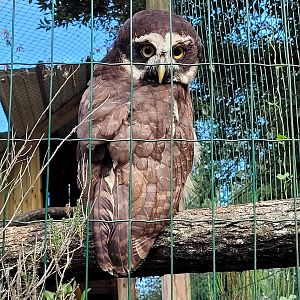 Spectacled owl -Zoo de Labenne (2023)