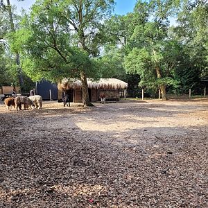 Alpaca exhibit -Zoo de Labenne (2023)