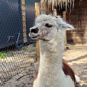 Alpaca -Zoo de Labenne (2023)