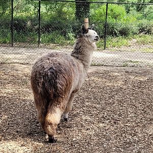 Alpaca -Zoo de Labenne (2023)