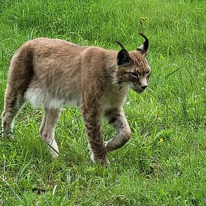 Northern lynx -Zoo de Labenne (2023)