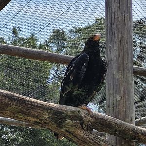 Verreaux eagle -Zoo de Labenne (2023)