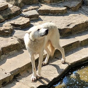 Mackenzie valley wolf -Zoo de Labenne (2023)