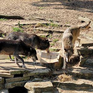 Mackenzie valley wolf -Zoo de Labenne (2023)