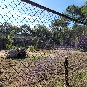 Empty Common emu exhibit -Zoo de Labenne (2023)