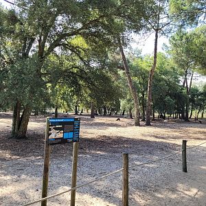 Bennett's wallaby and Patagonian mara exhibit -Zoo de Labenne (2023)