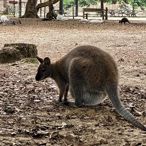 Bennett's wallaby -Zoo de Labenne (2023)