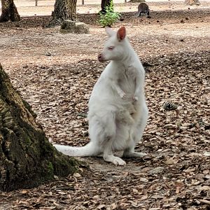 Bennett's wallaby -Zoo de Labenne (2023)