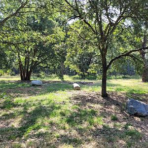 Ring-tailed lemur exhibit -Zoo de Labenne (2023)