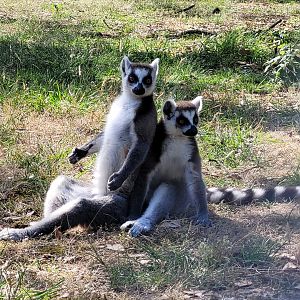 Ring-tailed lemurs -Zoo de Labenne (2023)