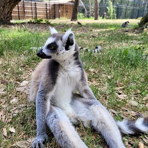 Ring-tailed lemur -Zoo de Labenne (2023)