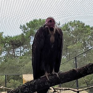 Hooded vulture -Zoo de Labenne (2023)