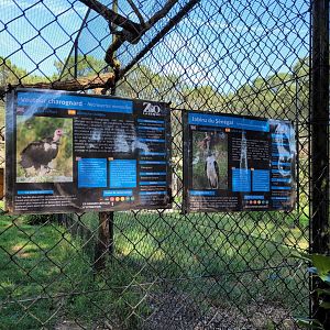 Saddle-billed stork and Hooded vulture signae -Zoo de Labenne (2023)