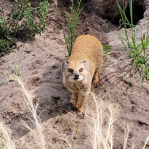 Yellow mongoose -Zoo de Labenne (2023)