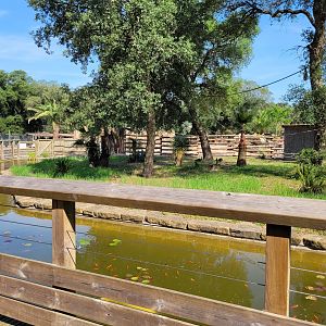 Common brown lemur exhibit -Zoo de Labenne (2023)