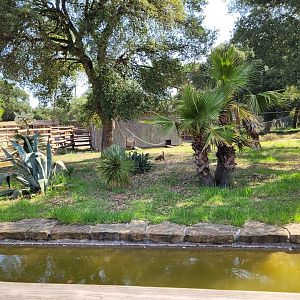 Common brown lemur exhibit -Zoo de Labenne (2023)