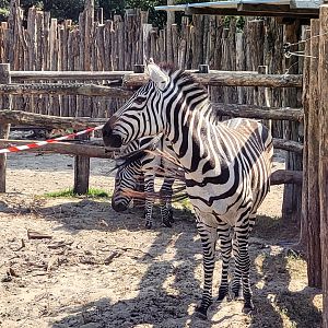 Grant's zebra -Zoo de Labenne (2023)