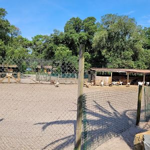 West African pygmy goat exhibit -Zoo de Labenne (2023)