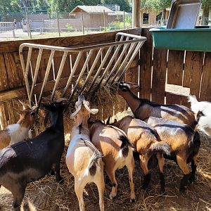 West African pygmy goat exhibit -Zoo de Labenne (2023)