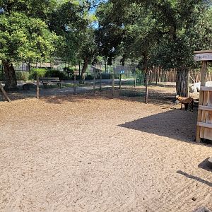 Cameroon sheep and Anglo-Nubian goat exhibit -Zoo de Labenne (2023)