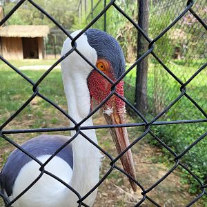 Wattled crane -Zoo de Labenne (2023)
