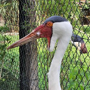 Wattled crane -Zoo de Labenne (2023)