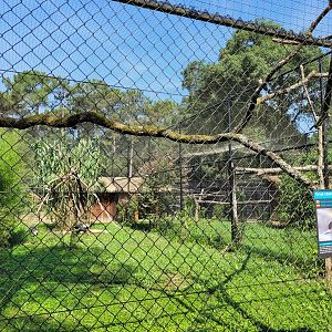 Western black-crowned crane and Black-casqued hornbill exhibit -Zoo de Labenne (2023)