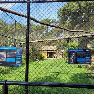 Painted stork and Temminck's tragopan exhibit -Zoo de Labenne (2023)
