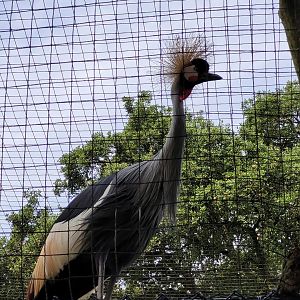 Southern grey-crowned crane -Zoo de Labenne (2023)