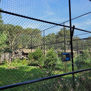 Madagascar crested ibis exhibit -Zoo de Labenne (2023)